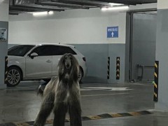 女子在小区车库遇1米多高阿富汗猎犬【今日】